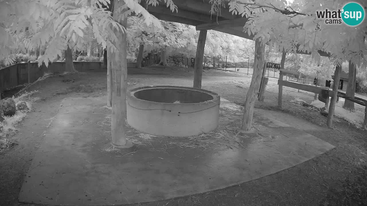 Le Zebre nello ZOO di Ljubljana – Slovenia Live webcam