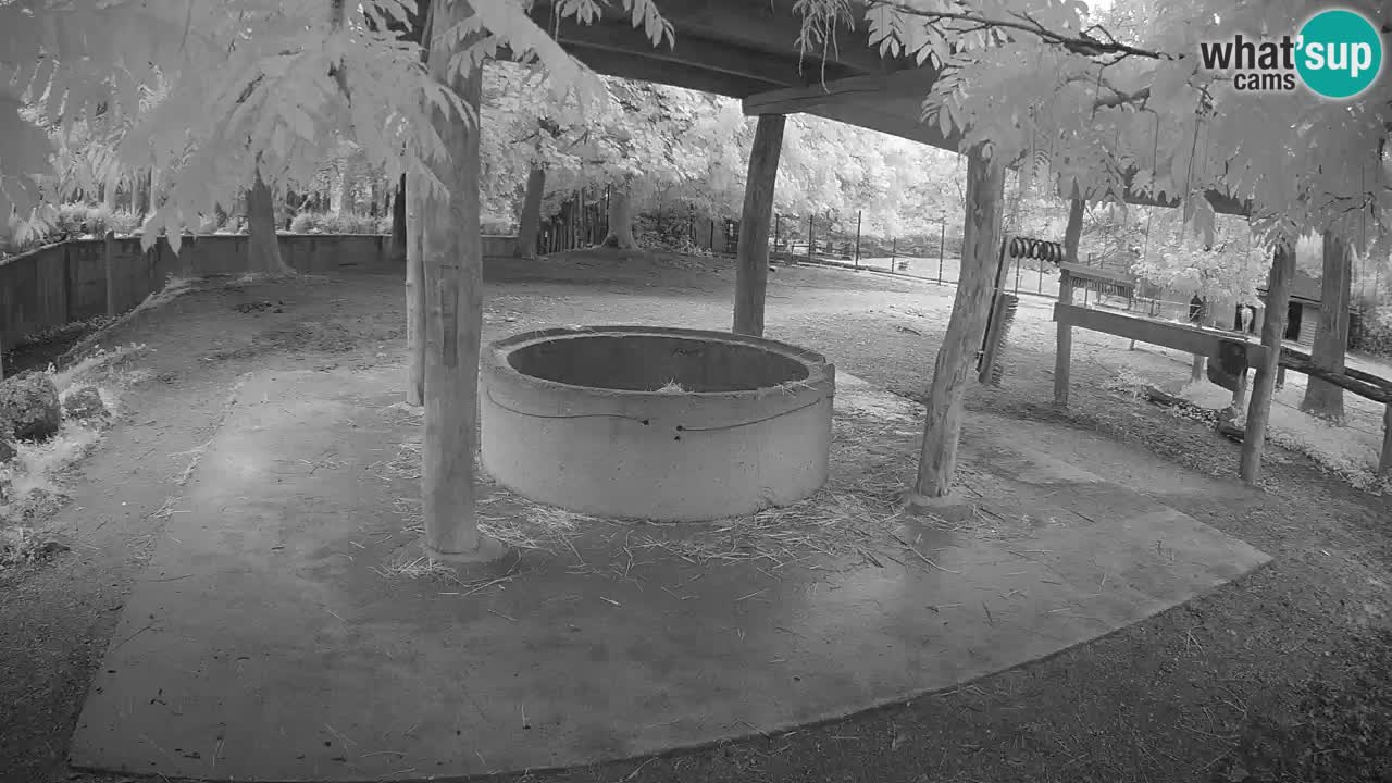 Le Zebre nello ZOO di Ljubljana – Slovenia Live webcam