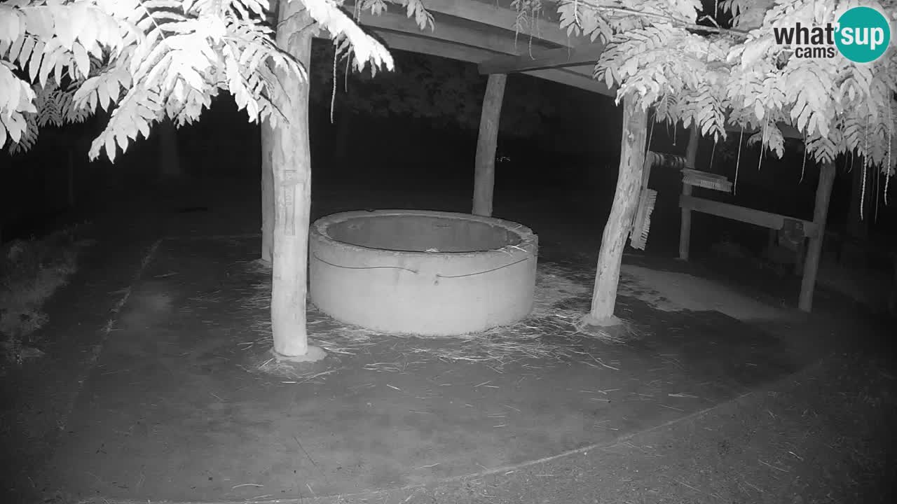 Web kamera uživo Zebras u ZOO Ljubljana – Slovenija