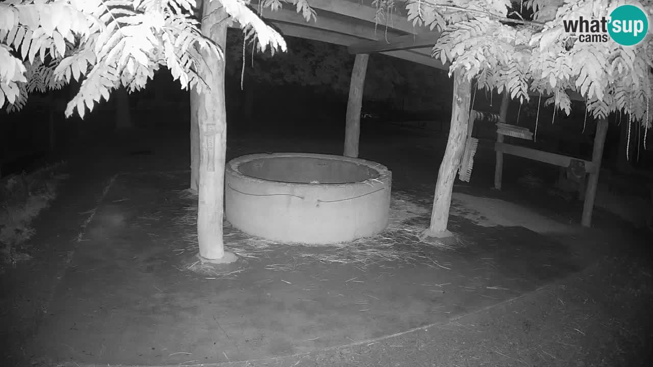 Live webcam Les zèbres in Ljubljana ZOO – Slovénie