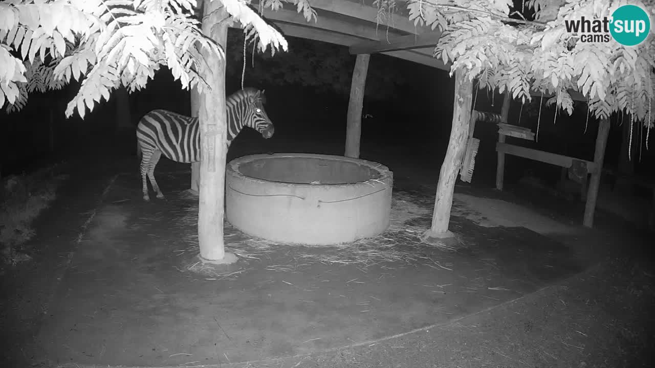 Web kamera uživo Zebras u ZOO Ljubljana – Slovenija