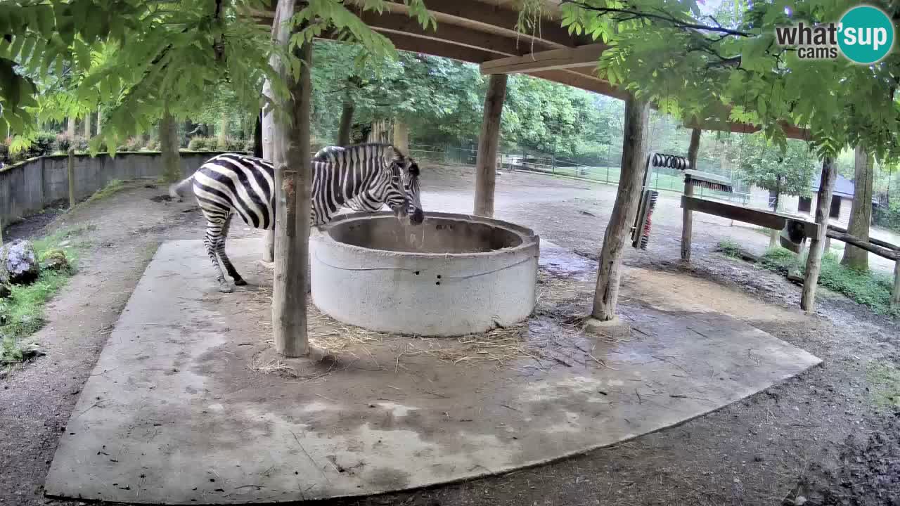 Web kamera uživo Zebras u ZOO Ljubljana – Slovenija