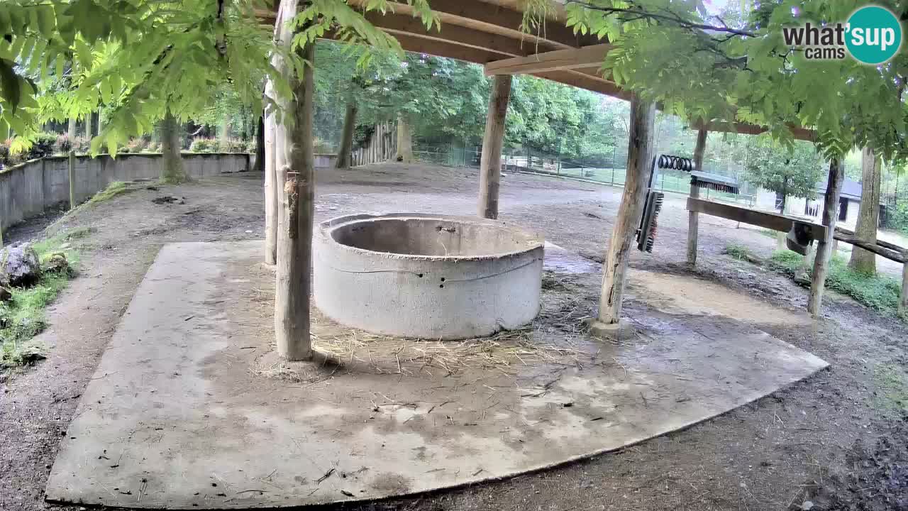 Live webcam Les zèbres in Ljubljana ZOO – Slovénie