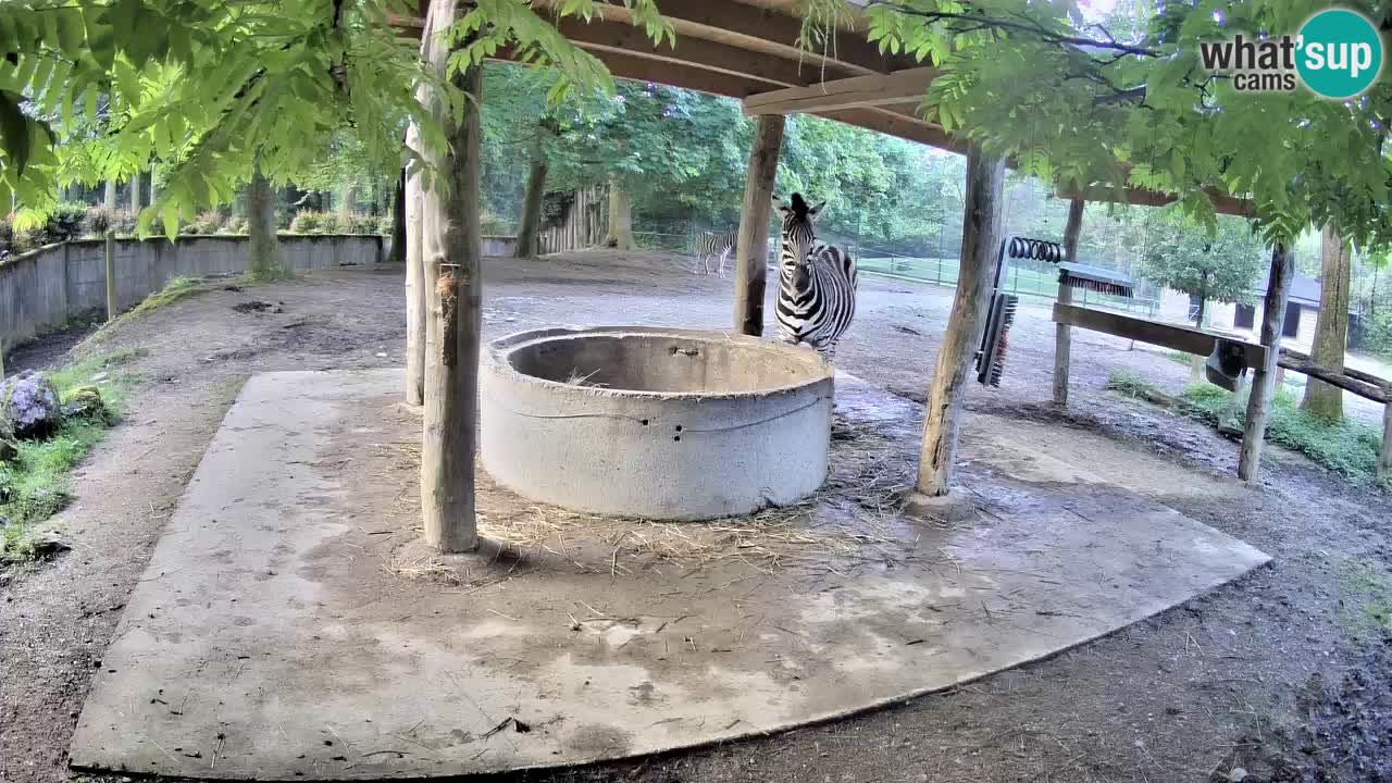 Camera en vivo Cebras in Ljubljana ZOO – Eslovenia