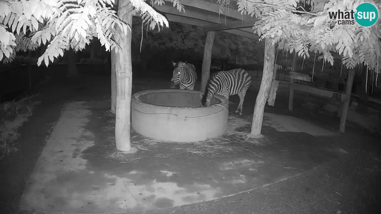 Live webcam Zebras in Ljubljana ZOO – Slovenia