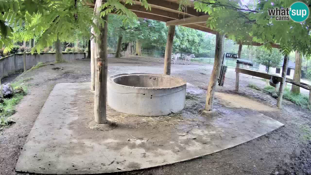 Live webcam Zebras in Ljubljana ZOO – Slovenia