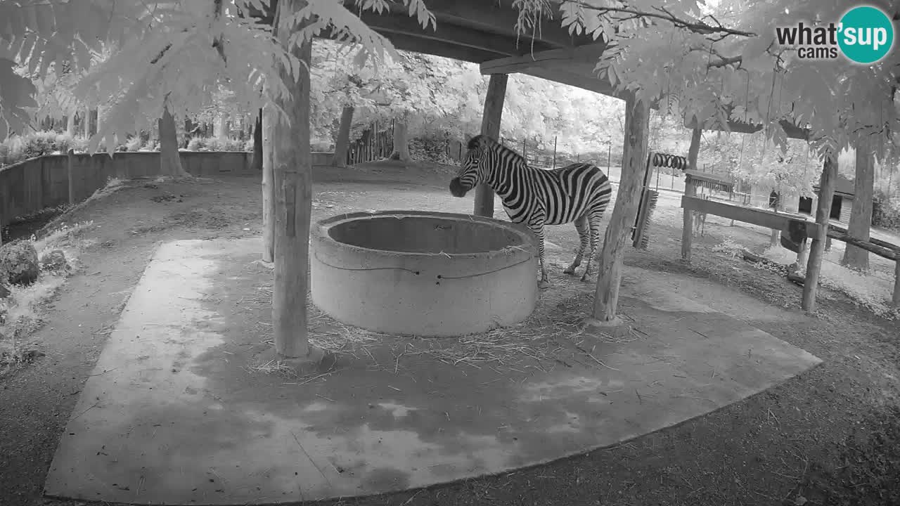 Live Webcam Zebras in Ljubljana ZOO – Slowenien