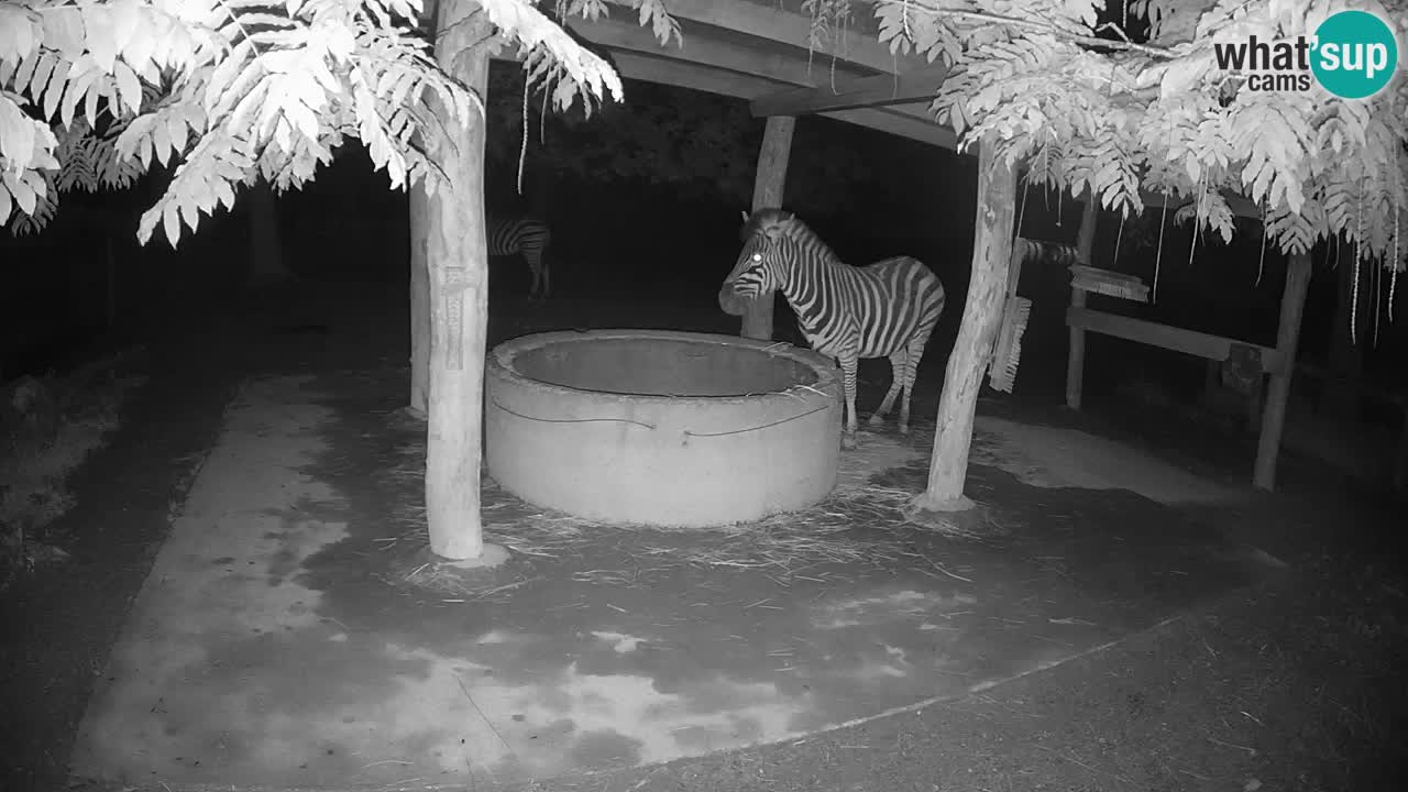 Live Webcam Zebras in Ljubljana ZOO – Slowenien