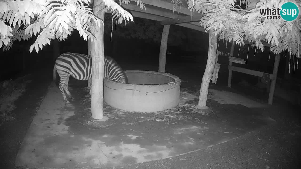 Live webcam Zebras in Ljubljana ZOO – Slovenia