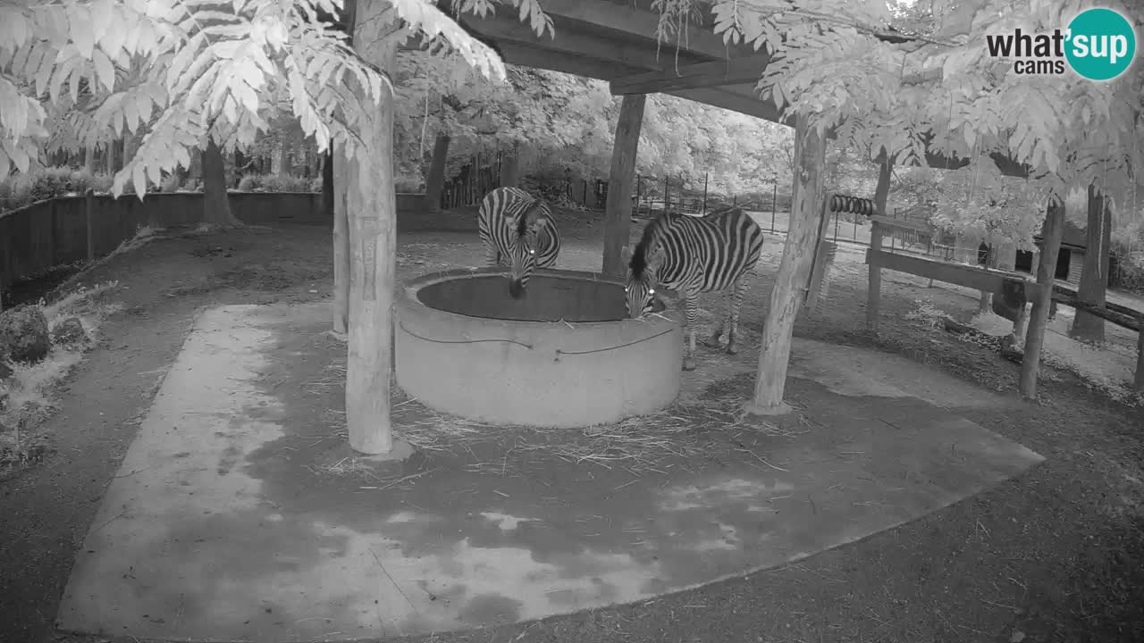 Live webcam Les zèbres in Ljubljana ZOO – Slovénie