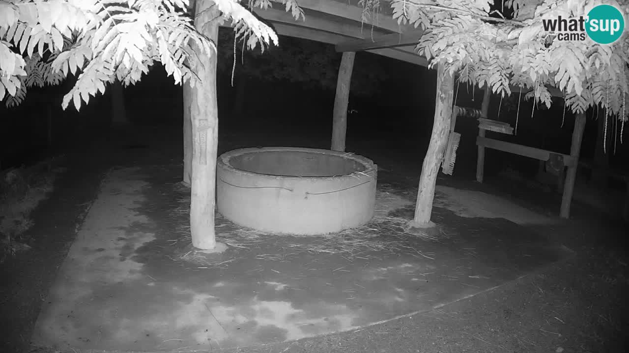 Le Zebre nello ZOO di Ljubljana – Slovenia Live webcam