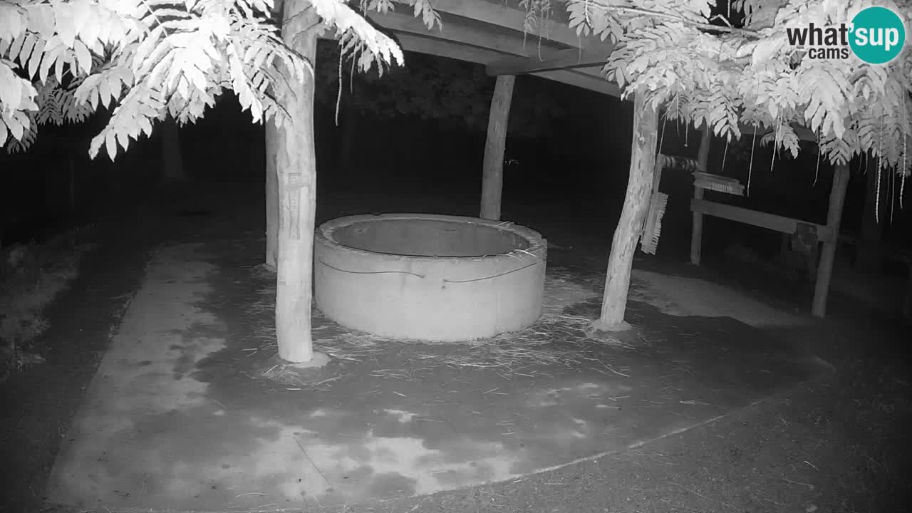 Web kamera uživo Zebras u ZOO Ljubljana – Slovenija