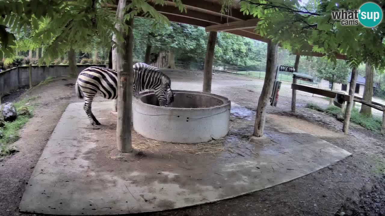 Zebre v živo v živalskem vrtu Ljubljana ZOO spletne kamere