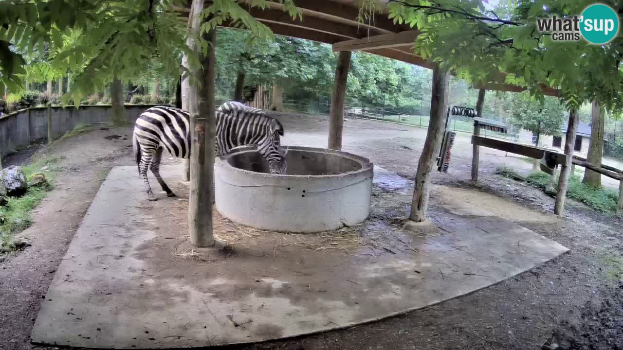 Live webcam Zebras in Ljubljana ZOO – Slovenia