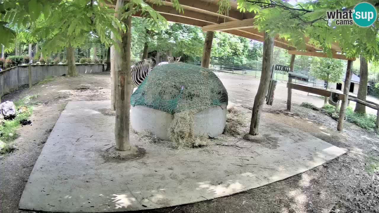 Live webcam Les zèbres in Ljubljana ZOO – Slovénie