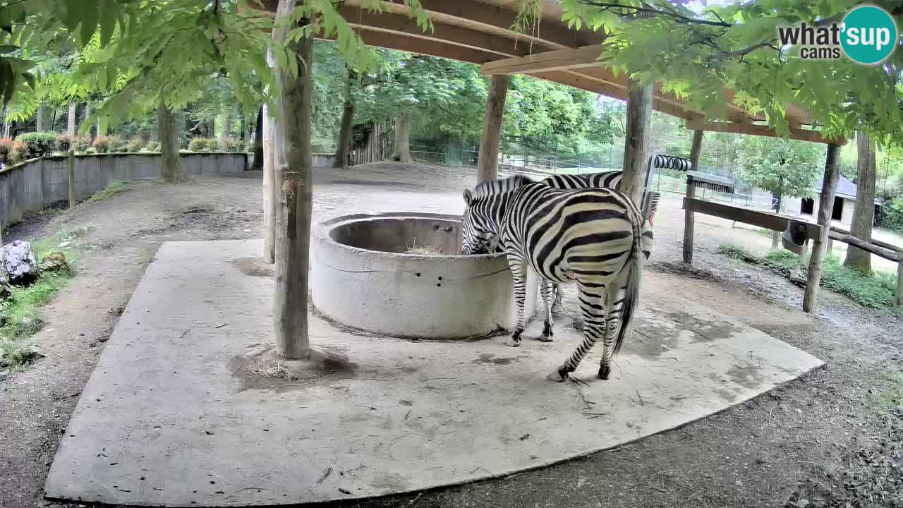 Live webcam Les zèbres in Ljubljana ZOO – Slovénie