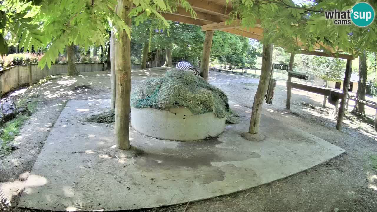 Live Webcam Zebras in Ljubljana ZOO – Slowenien