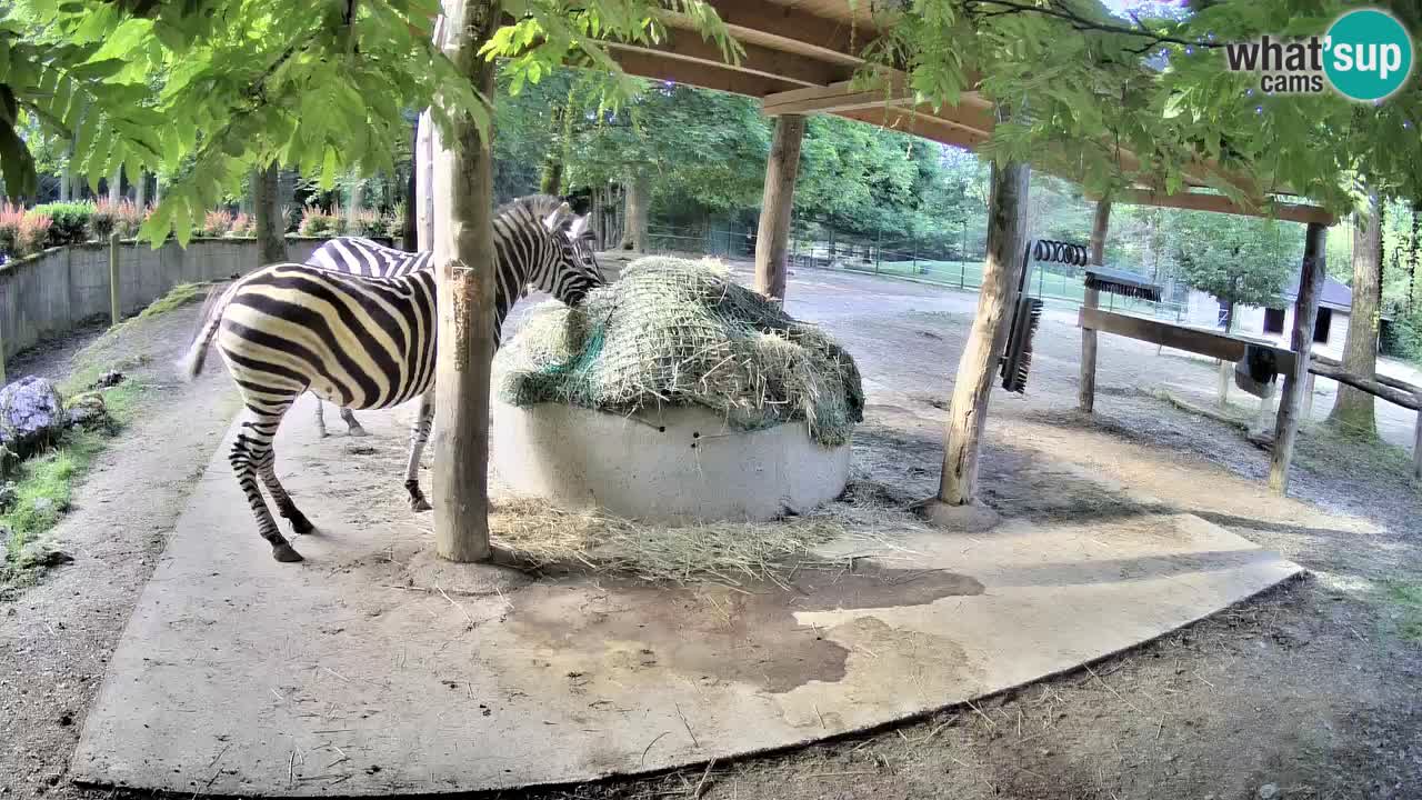 Camera en vivo Cebras in Ljubljana ZOO – Eslovenia