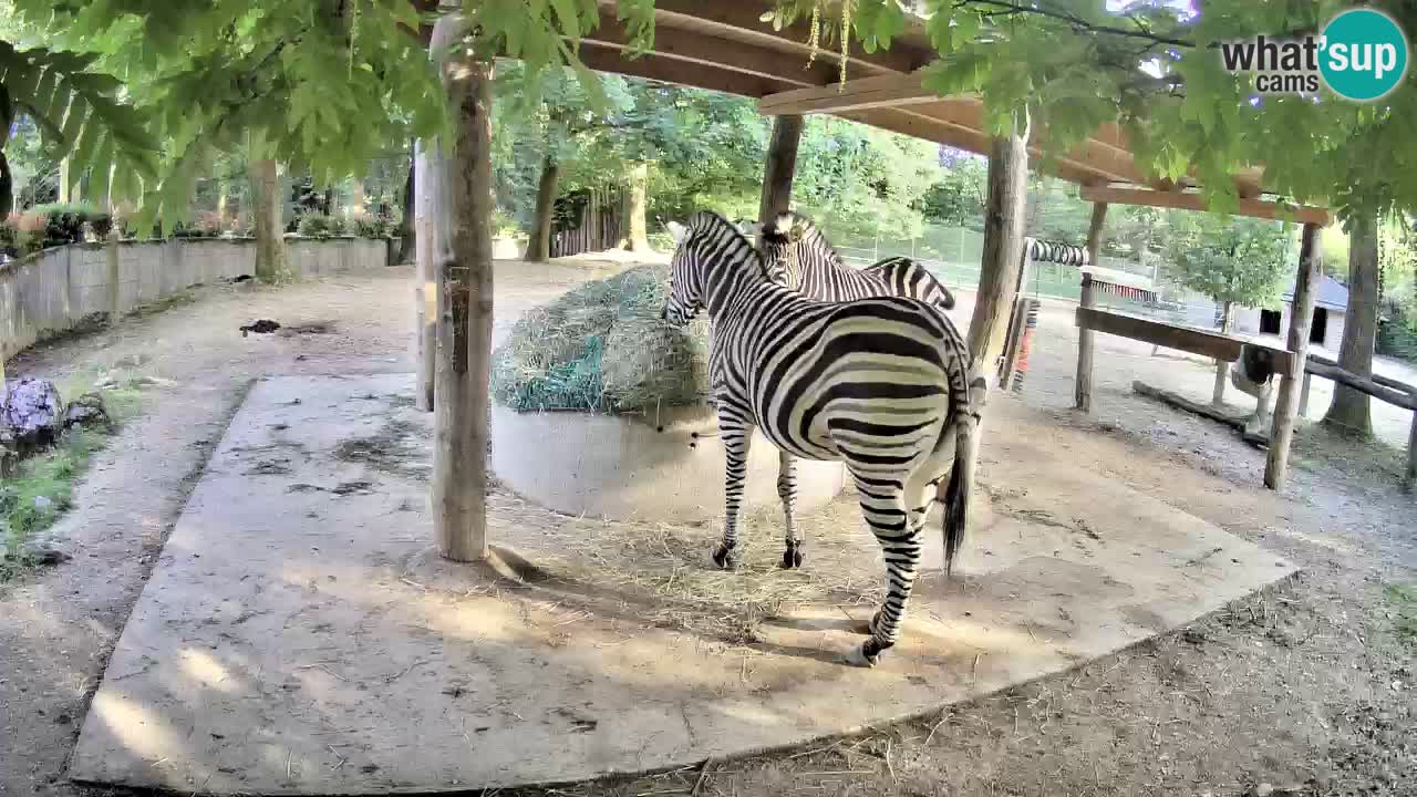 Live webcam Zebras in Ljubljana ZOO – Slovenia