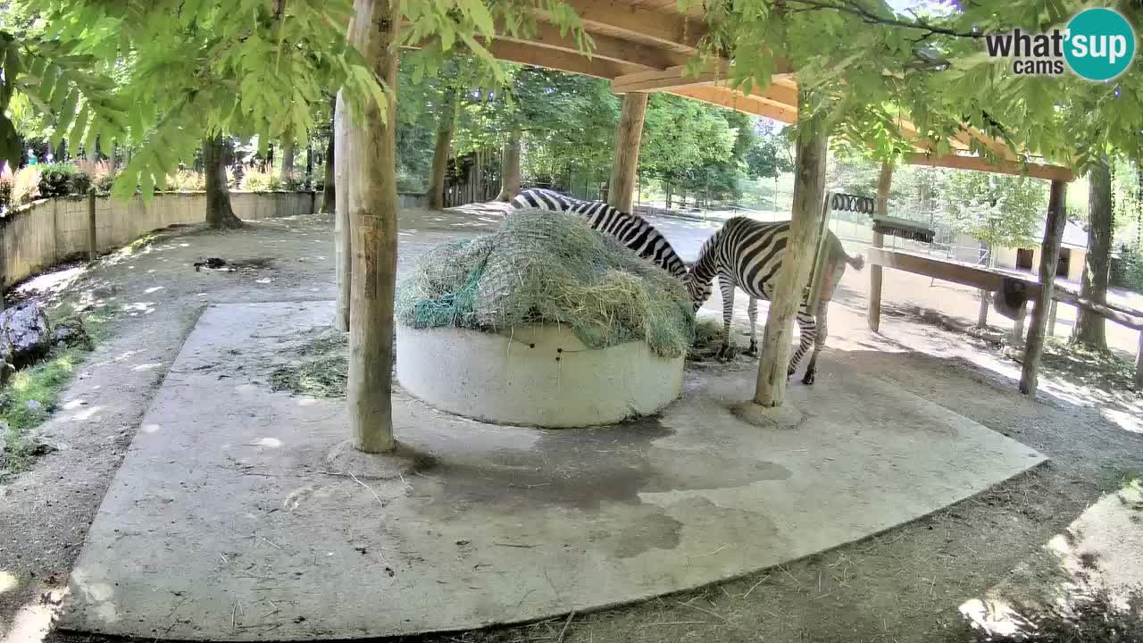 Live Webcam Zebras in Ljubljana ZOO – Slowenien