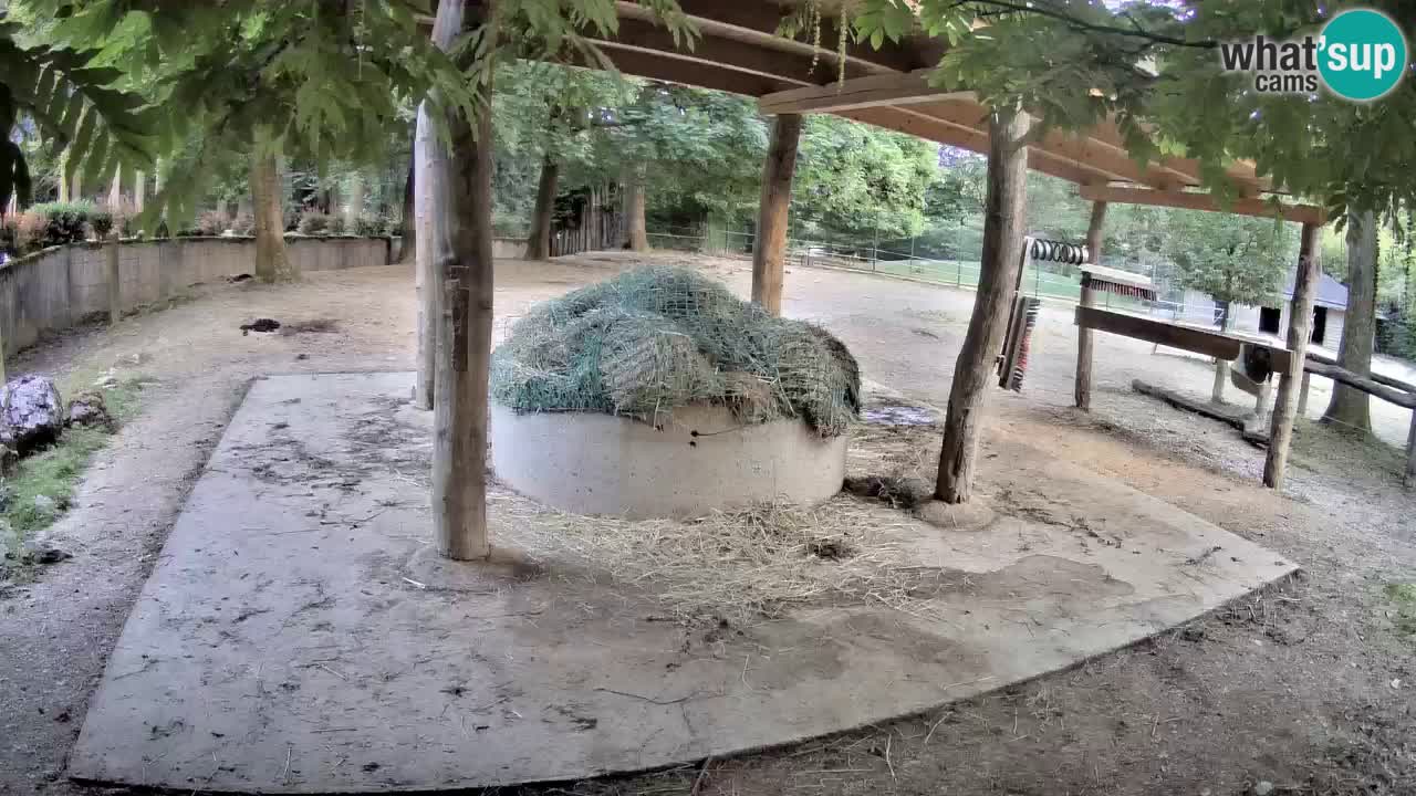 Live webcam Zebras in Ljubljana ZOO – Slovenia