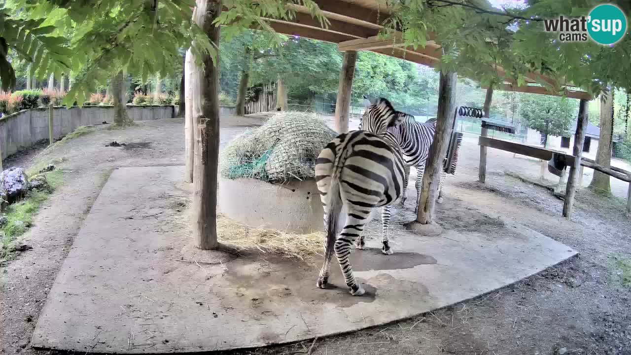 Zebre v živo v živalskem vrtu Ljubljana ZOO spletne kamere
