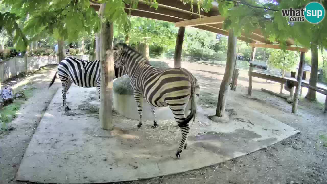 Live webcam Zebras in Ljubljana ZOO – Slovenia