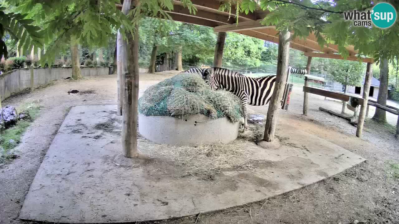 Live webcam Zebras in Ljubljana ZOO – Slovenia