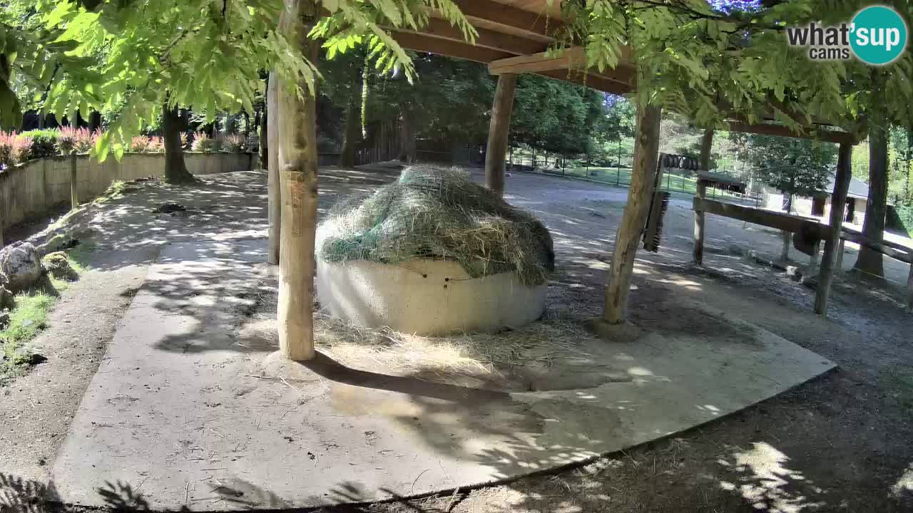 Live Webcam Zebras in Ljubljana ZOO – Slowenien