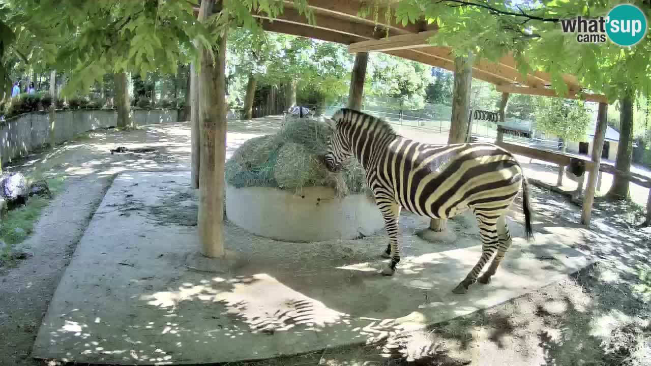 Zebre v živo v živalskem vrtu Ljubljana ZOO spletne kamere