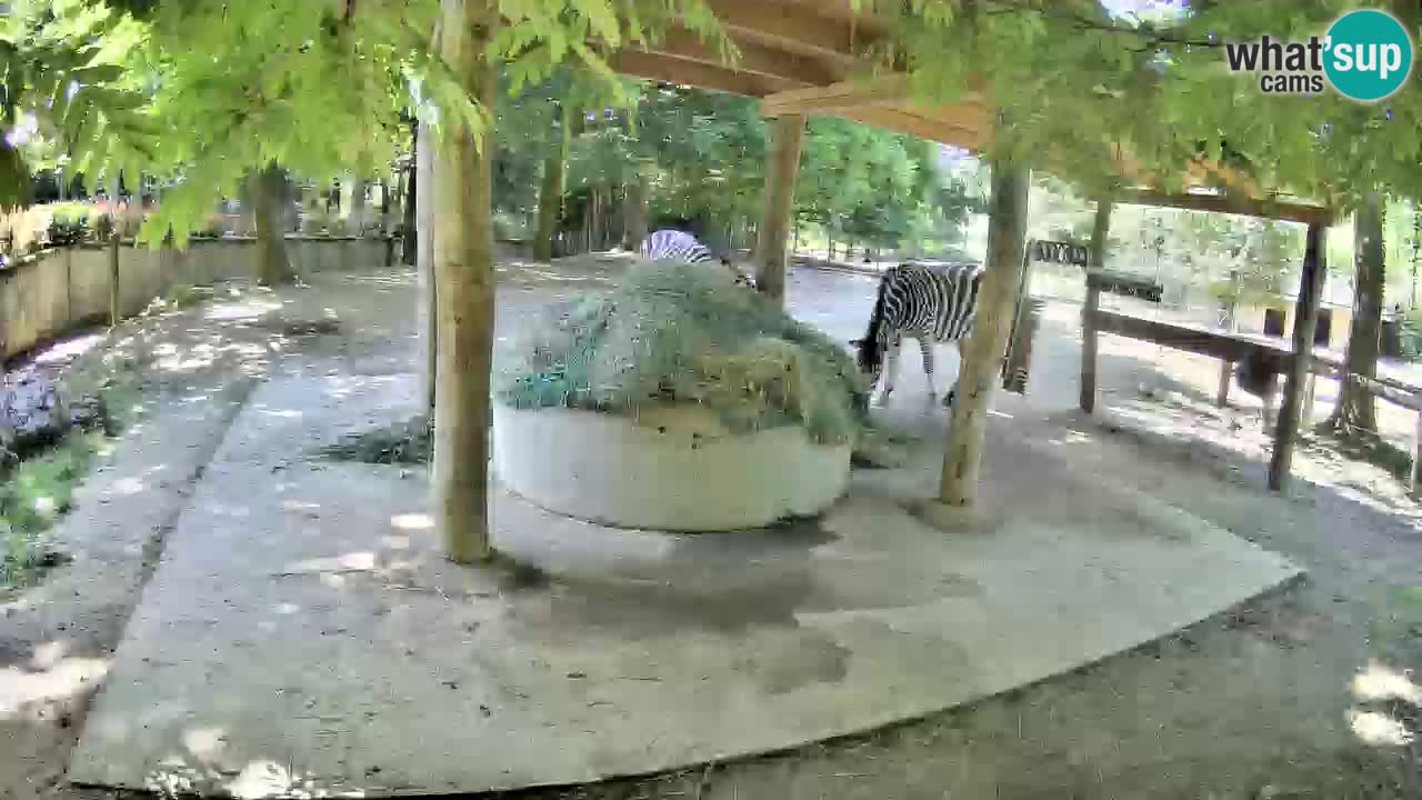 Zebre v živo v živalskem vrtu Ljubljana ZOO spletne kamere