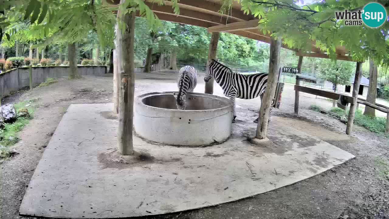 Zebre v živo v živalskem vrtu Ljubljana ZOO spletne kamere