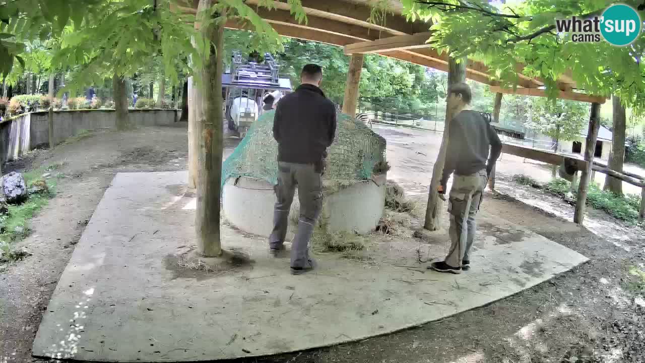 Zebre v živo v živalskem vrtu Ljubljana ZOO spletne kamere