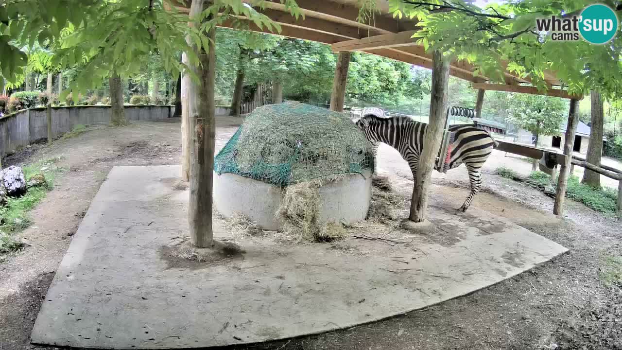 Le Zebre nello ZOO di Ljubljana – Slovenia Live webcam