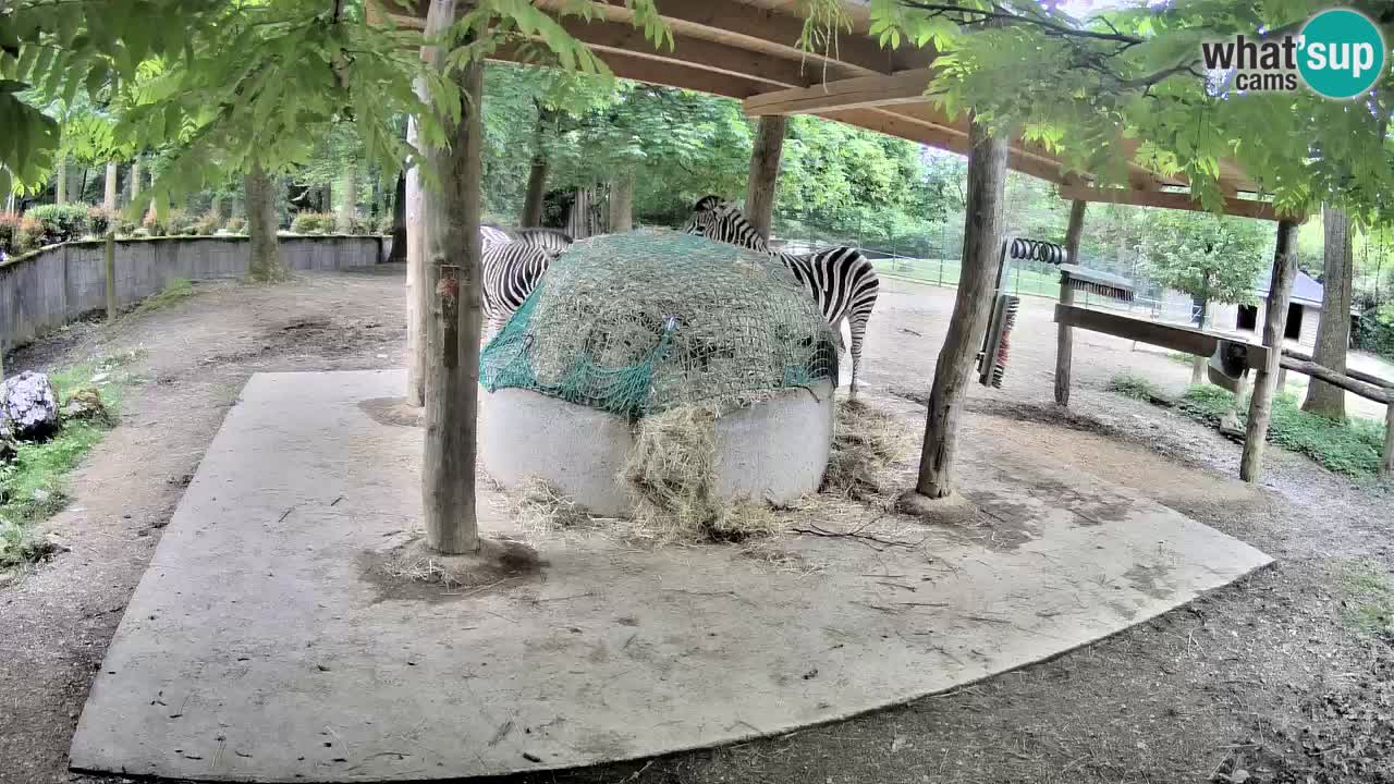 Zebre v živo v živalskem vrtu Ljubljana ZOO spletne kamere