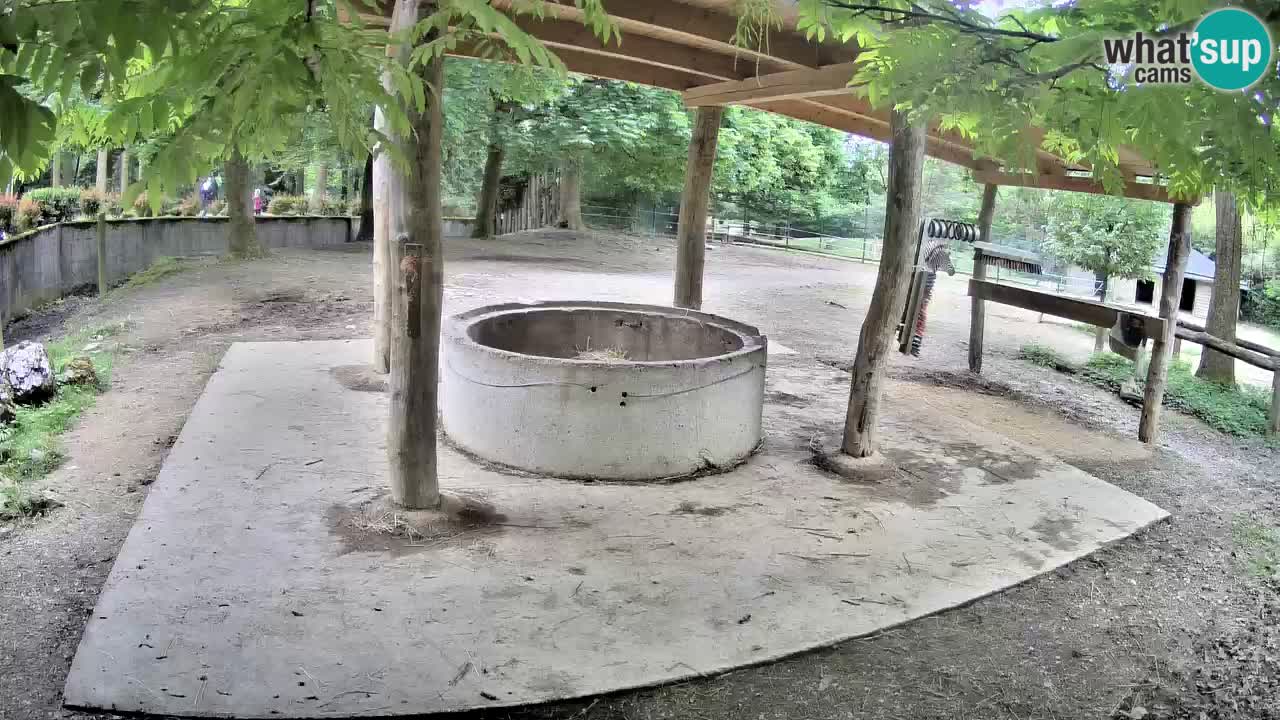 Web kamera uživo Zebras u ZOO Ljubljana – Slovenija