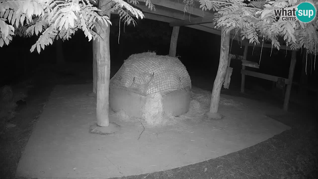 Live webcam Zebras in Ljubljana ZOO – Slovenia