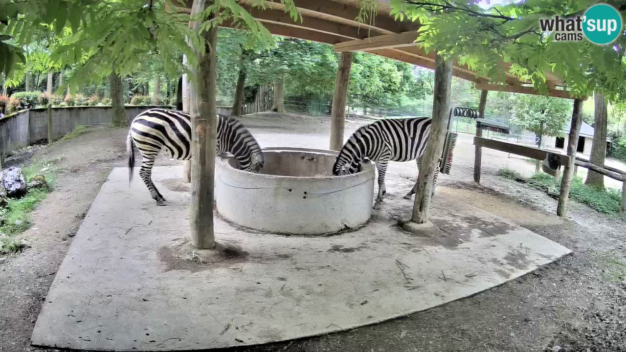 Live webcam Zebras in Ljubljana ZOO – Slovenia