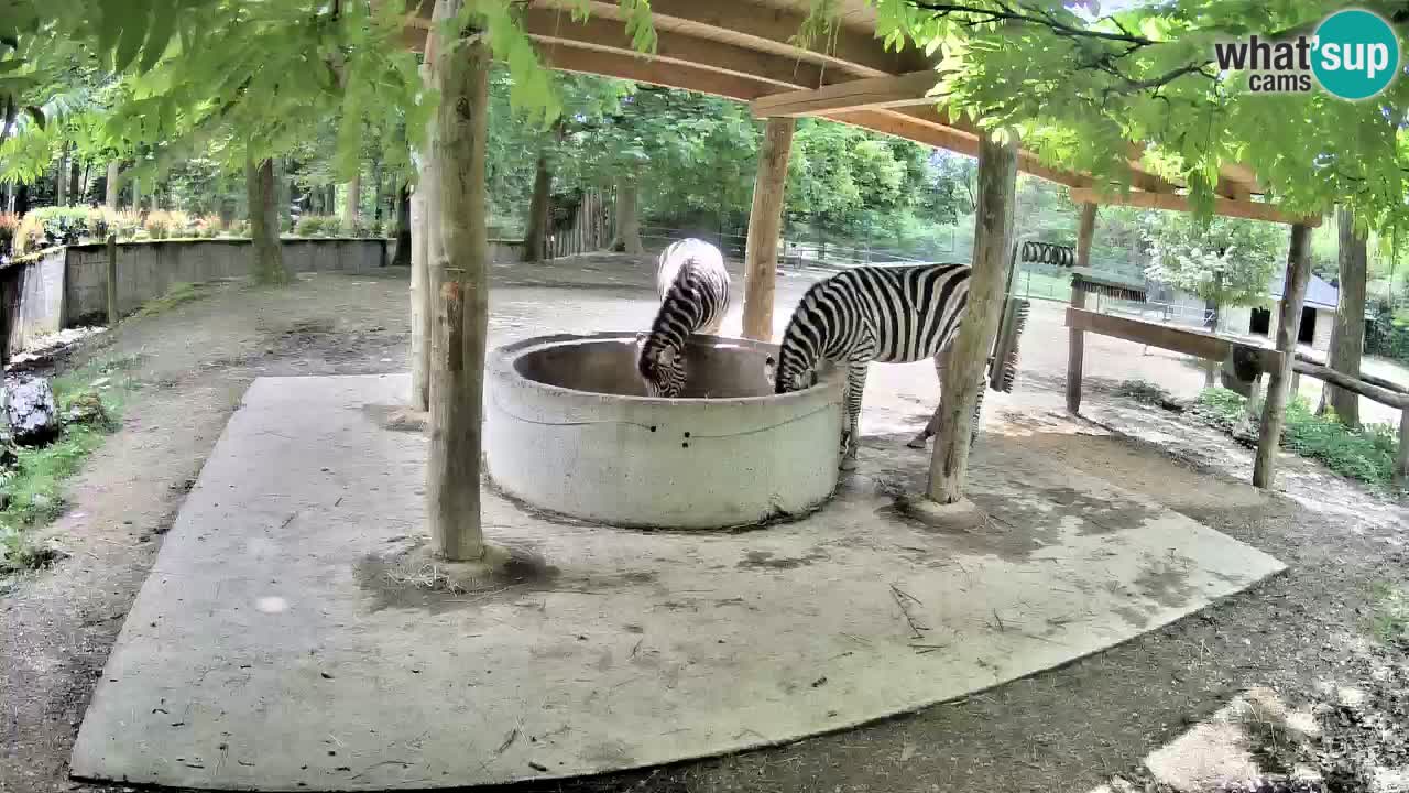 Le Zebre nello ZOO di Ljubljana – Slovenia Live webcam