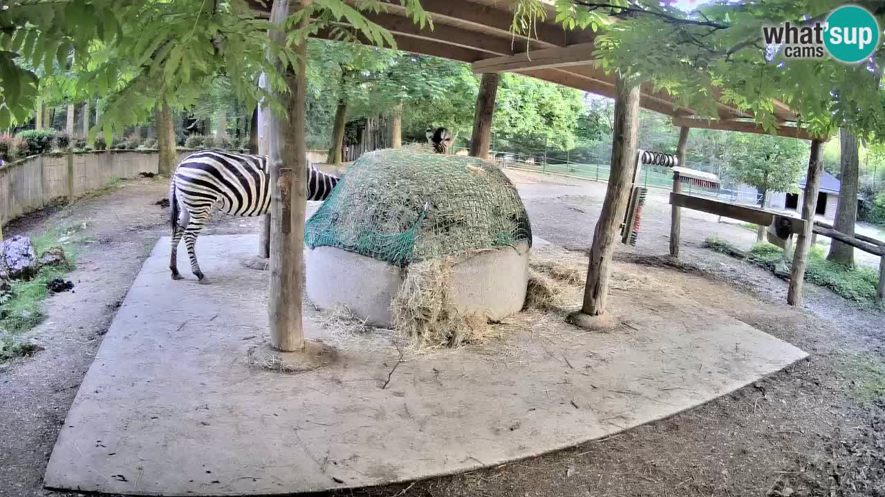Web kamera uživo Zebras u ZOO Ljubljana – Slovenija