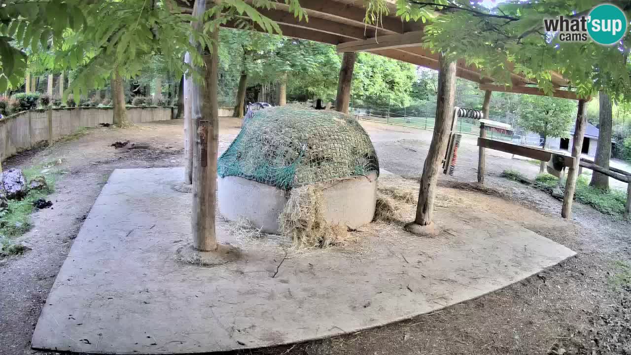 Live webcam Zebras in Ljubljana ZOO – Slovenia