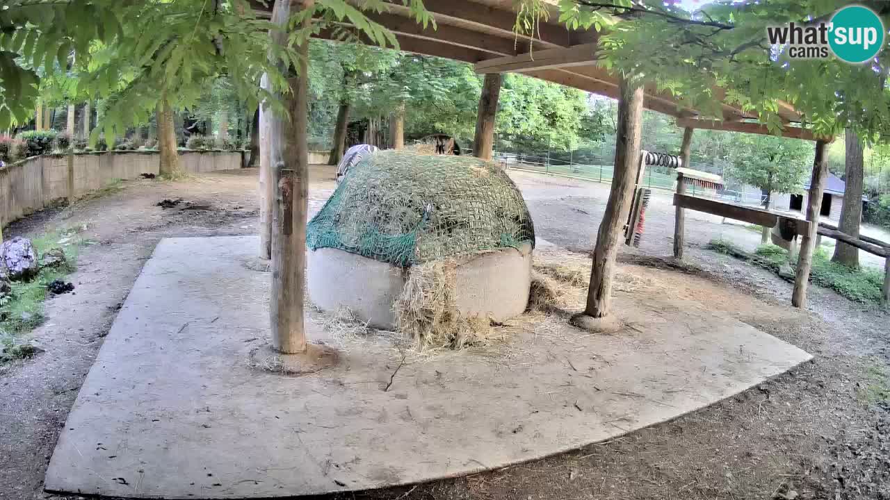 Live webcam Les zèbres in Ljubljana ZOO – Slovénie