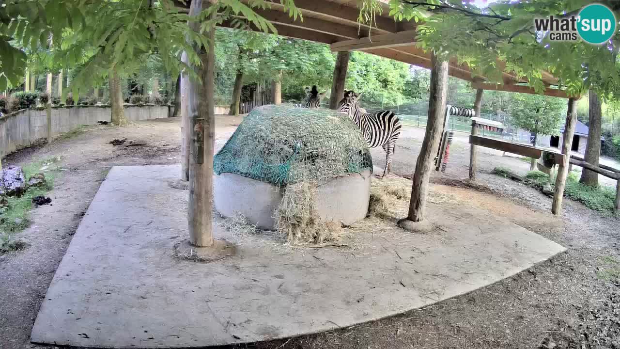 Zebre v živo v živalskem vrtu Ljubljana ZOO spletne kamere
