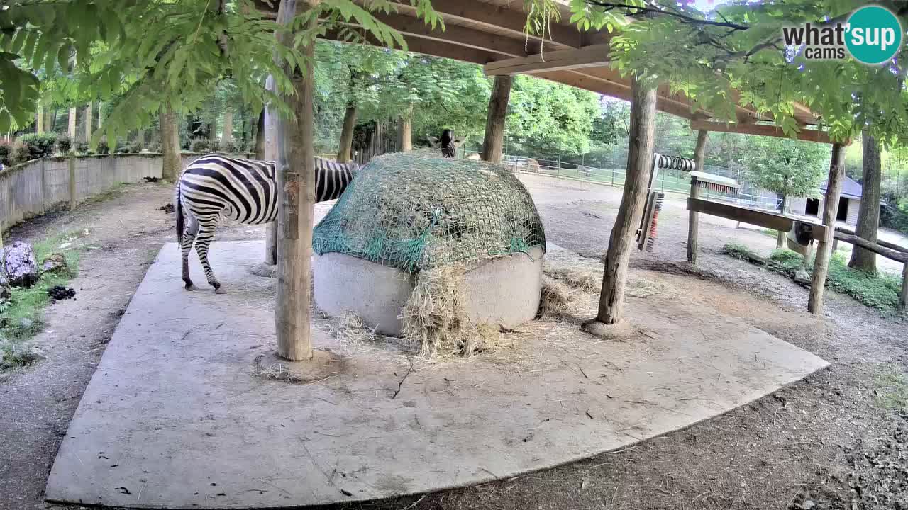 Camera en vivo Cebras in Ljubljana ZOO – Eslovenia