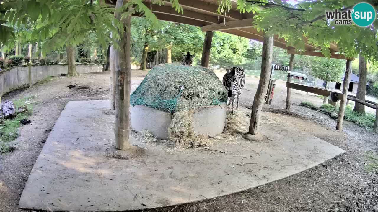 Live webcam Zebras in Ljubljana ZOO – Slovenia