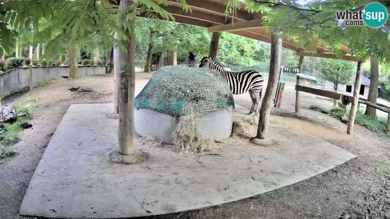 Live webcam Zebras in Ljubljana ZOO – Slovenia