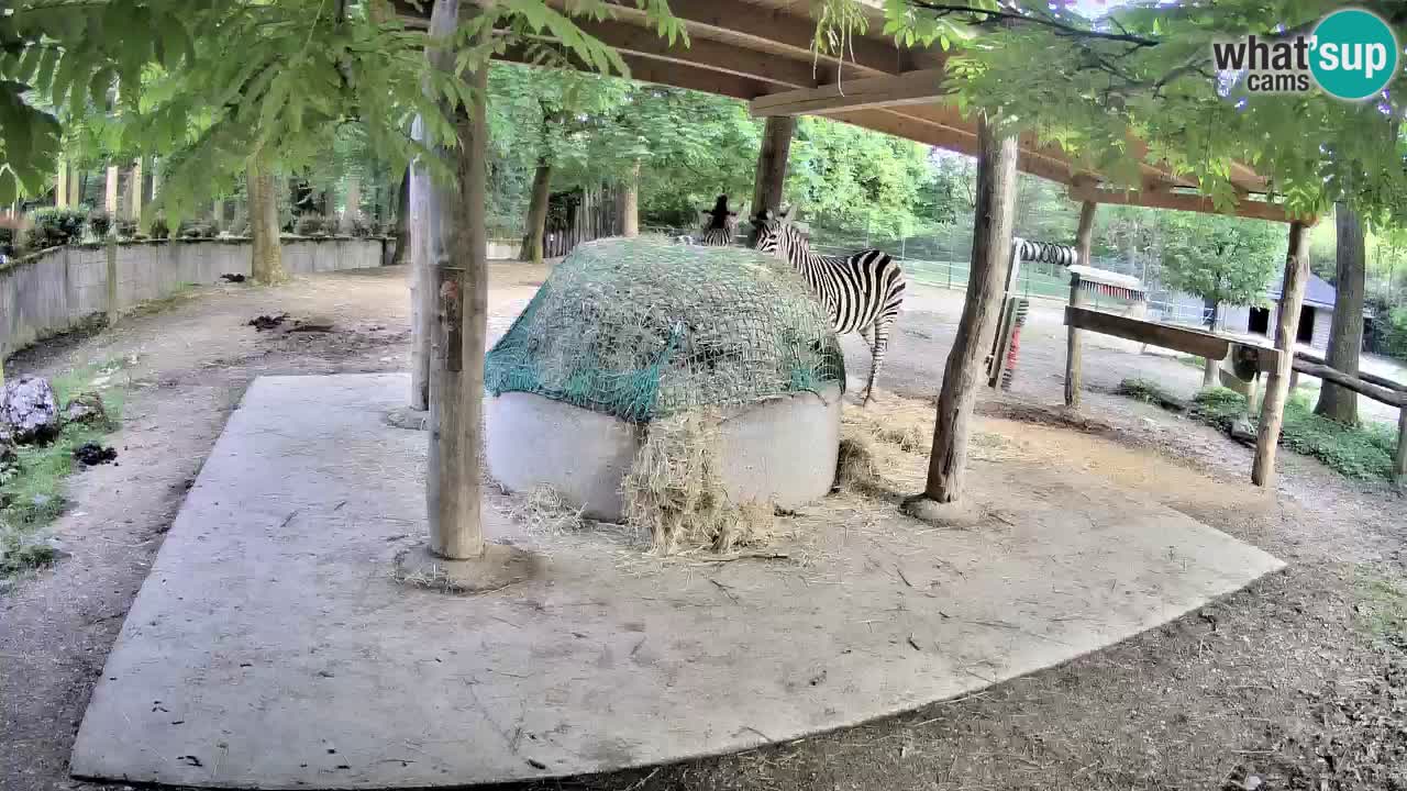 Live webcam Zebras in Ljubljana ZOO – Slovenia
