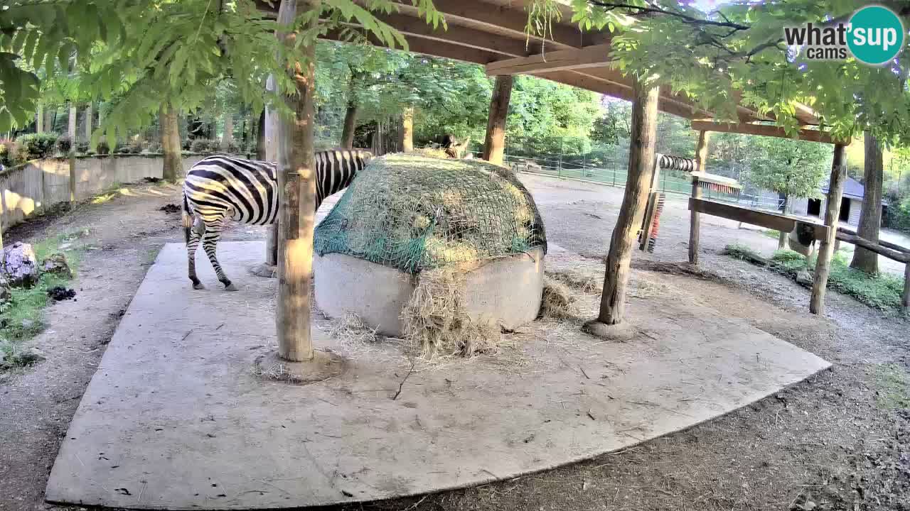 Live webcam Les zèbres in Ljubljana ZOO – Slovénie