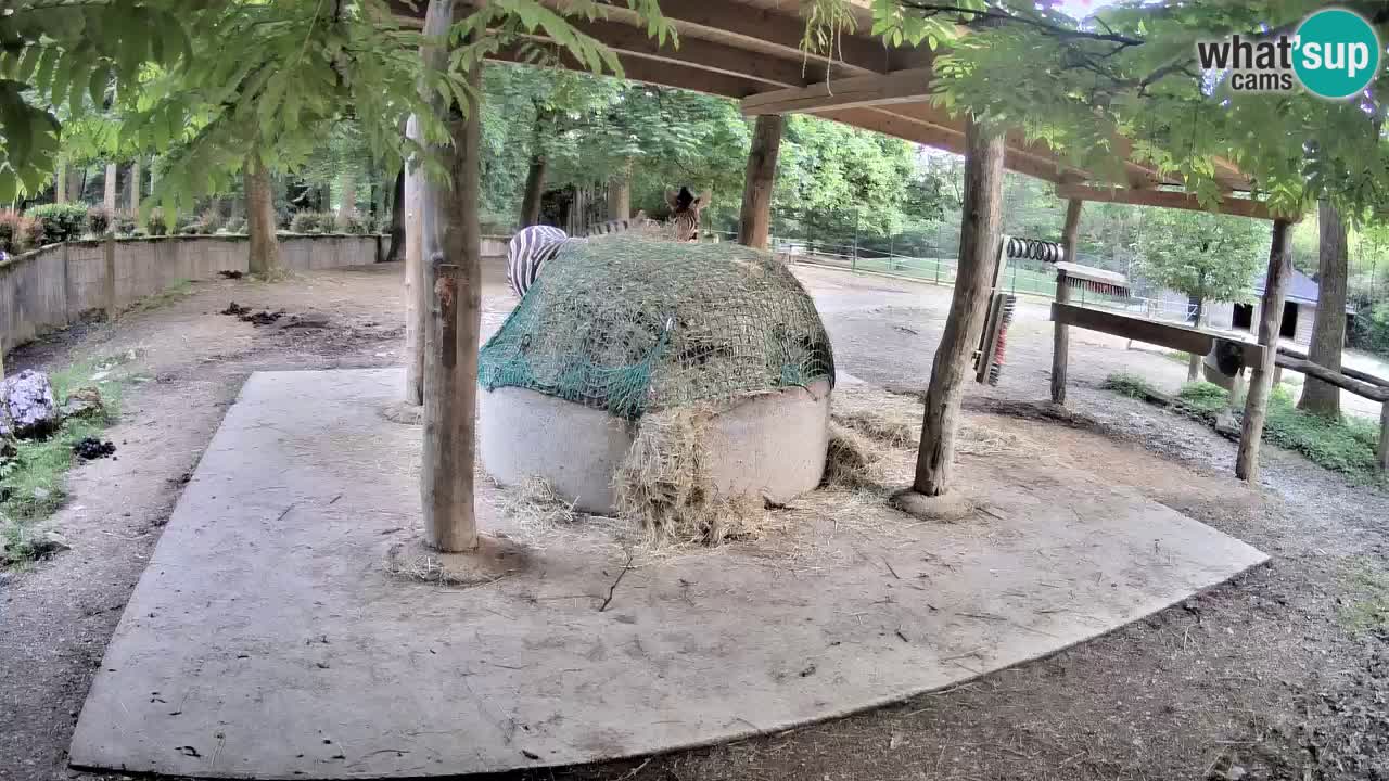 Zebre v živo v živalskem vrtu Ljubljana ZOO spletne kamere
