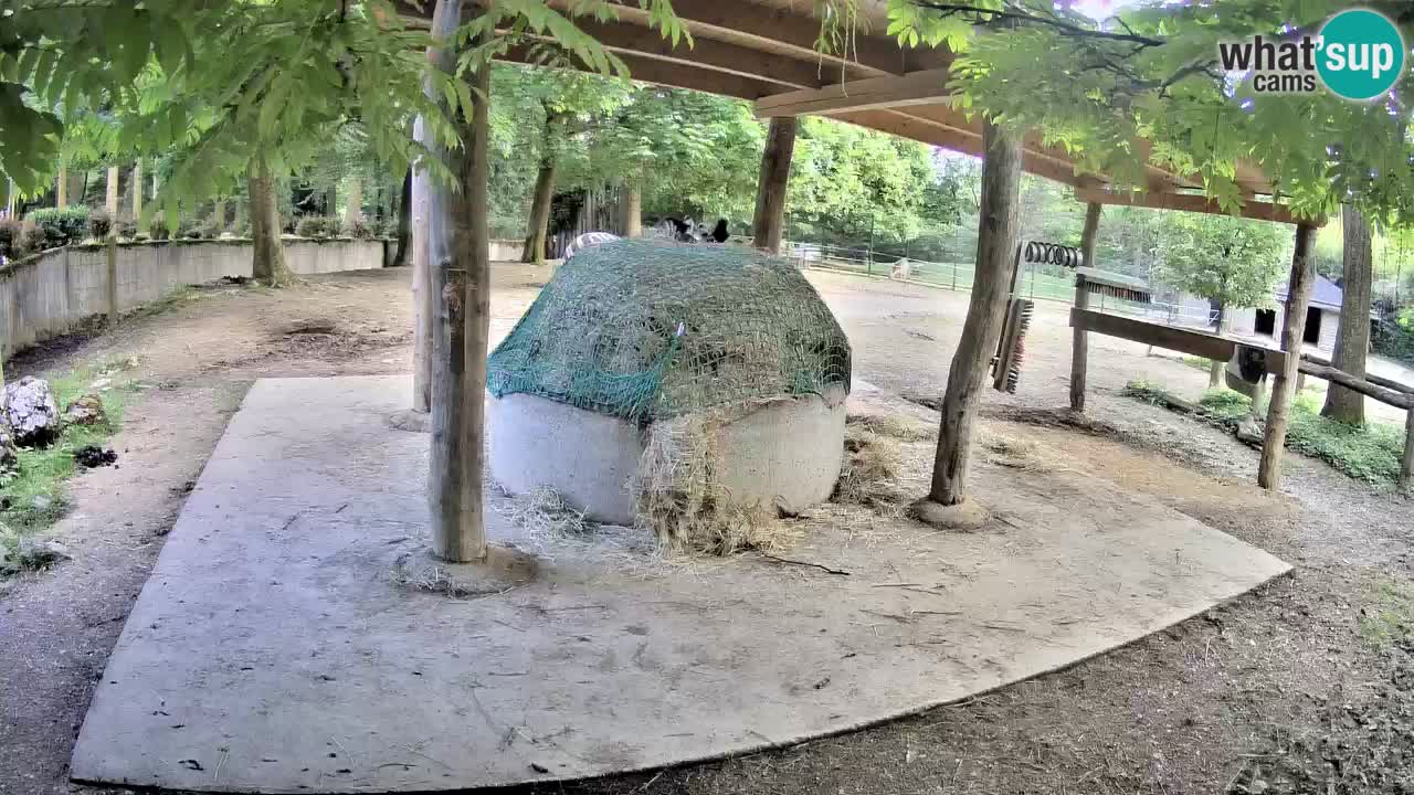 Zebre v živo v živalskem vrtu Ljubljana ZOO spletne kamere